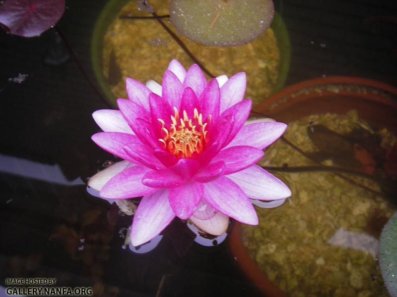 water lily