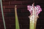 white topped pitcher plant