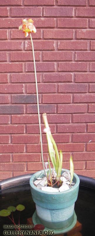 white topped pitcher plant tall