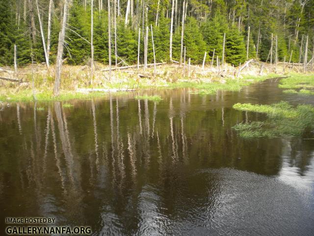 pittsburg marshy stream