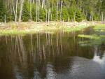 pittsburg marshy stream