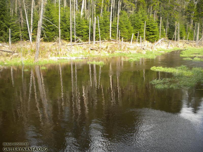 pittsburg marshy stream