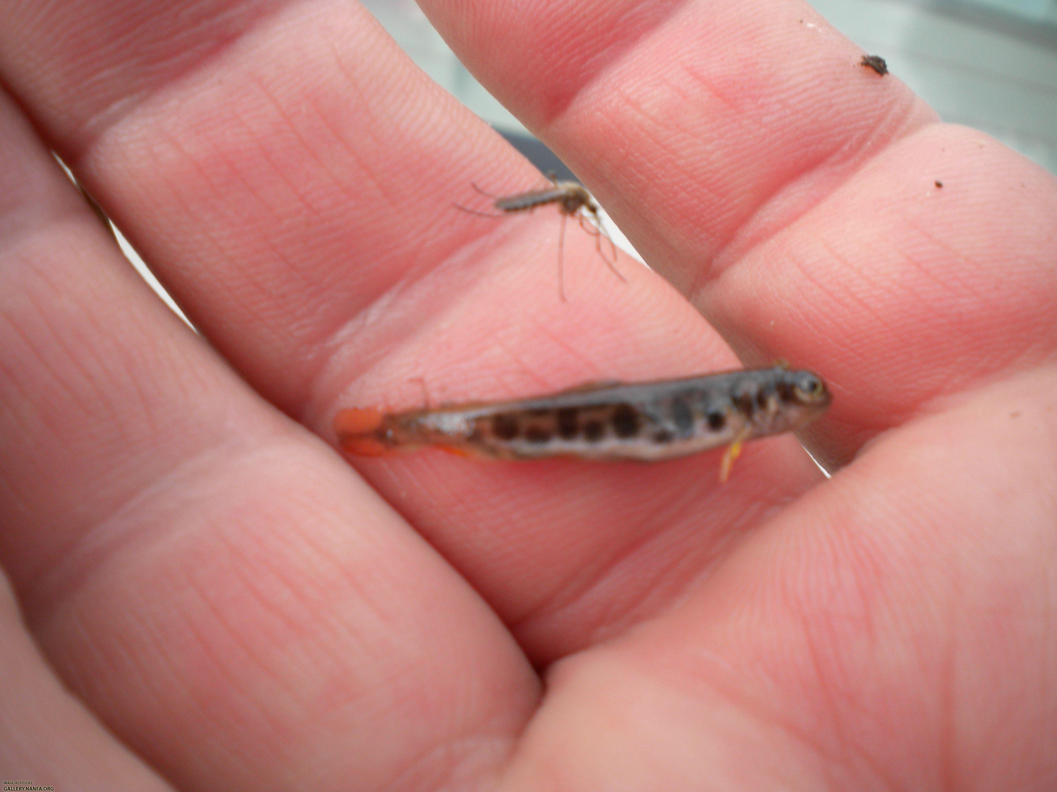 trout fry