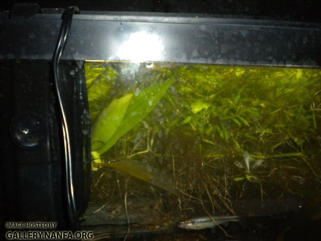 minnow tank troubles - New to Native Fishes - NANFA Forum