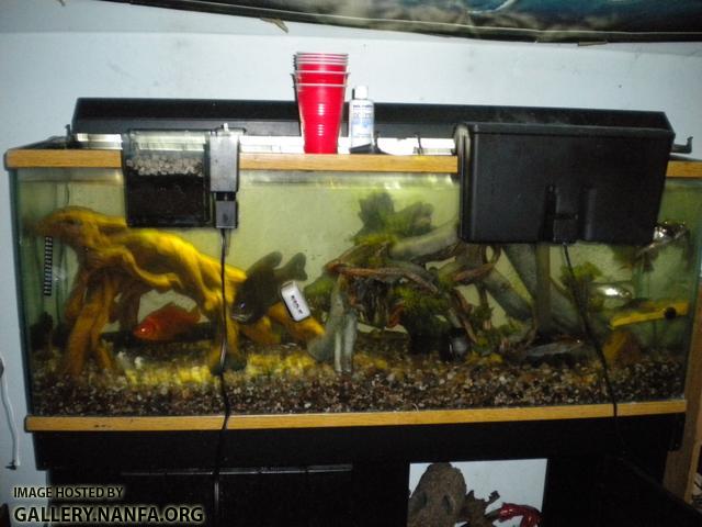 bluegill aquarium