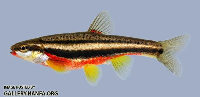 Chrosomus erythrogasterSouthern Redbelly Dace