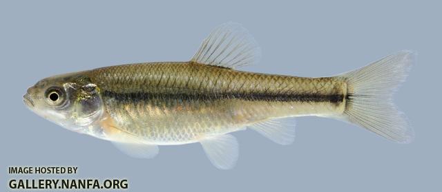 Pimephales promelas  Fathead Minnow 