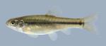 Pimephales promelas  Fathead Minnow 