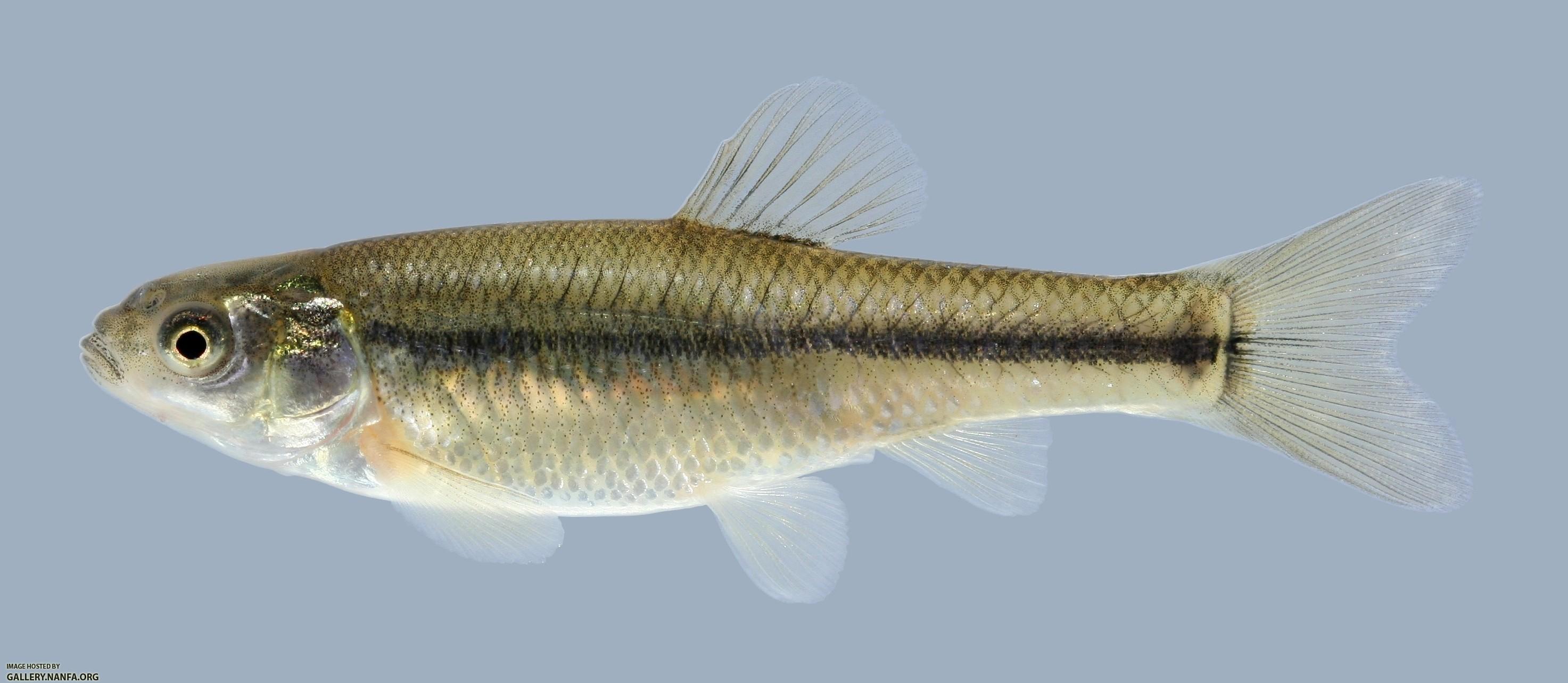 Pimephales promelas  Fathead Minnow 