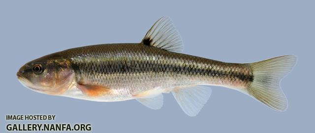 Semotilus atromaculatus Creek Chub 