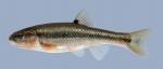 Semotilus atromaculatus Creek Chub 