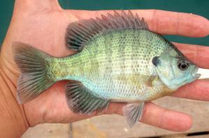 Bluegill