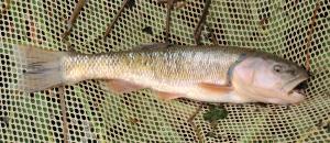 Creek Chub