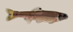 Bluntnose Minnow