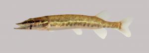 Grass Pickerel