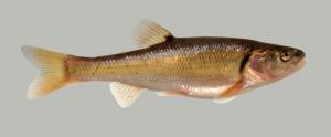 Creek Chub