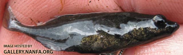 Brook Stickleback - Culaea inconstans