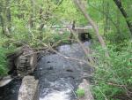 Banded_Redfin_Hunt_Northboro 011.JPG