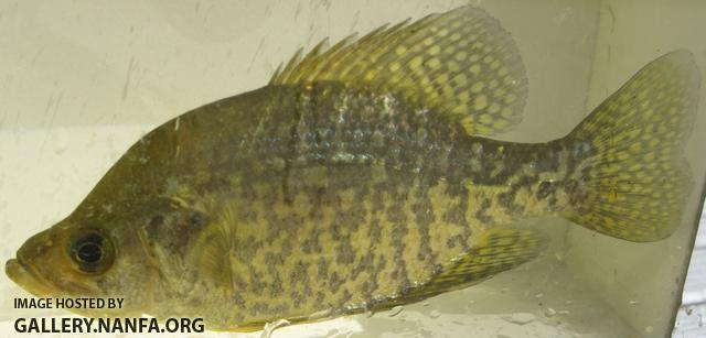 black_crappie_long_pond_sturbridge_ma.jpg