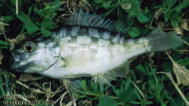 Sacromento Perch