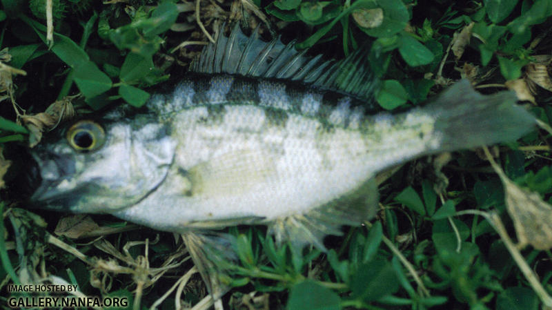 Sacromento Perch