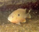 Longear Sunfish