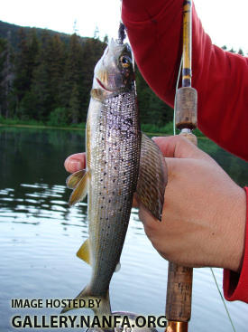 Artic Grayling