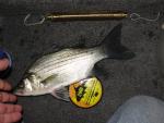 White Bass