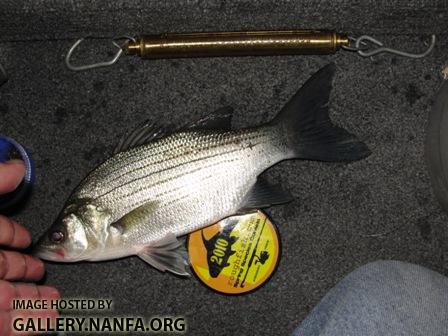 White Bass