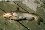 White Catfish