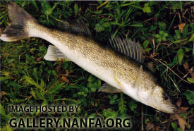 walleye