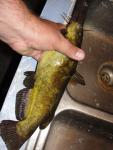 Brown Bullhead