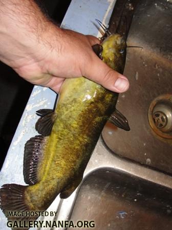 Brown Bullhead