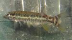 Chain Pickerel