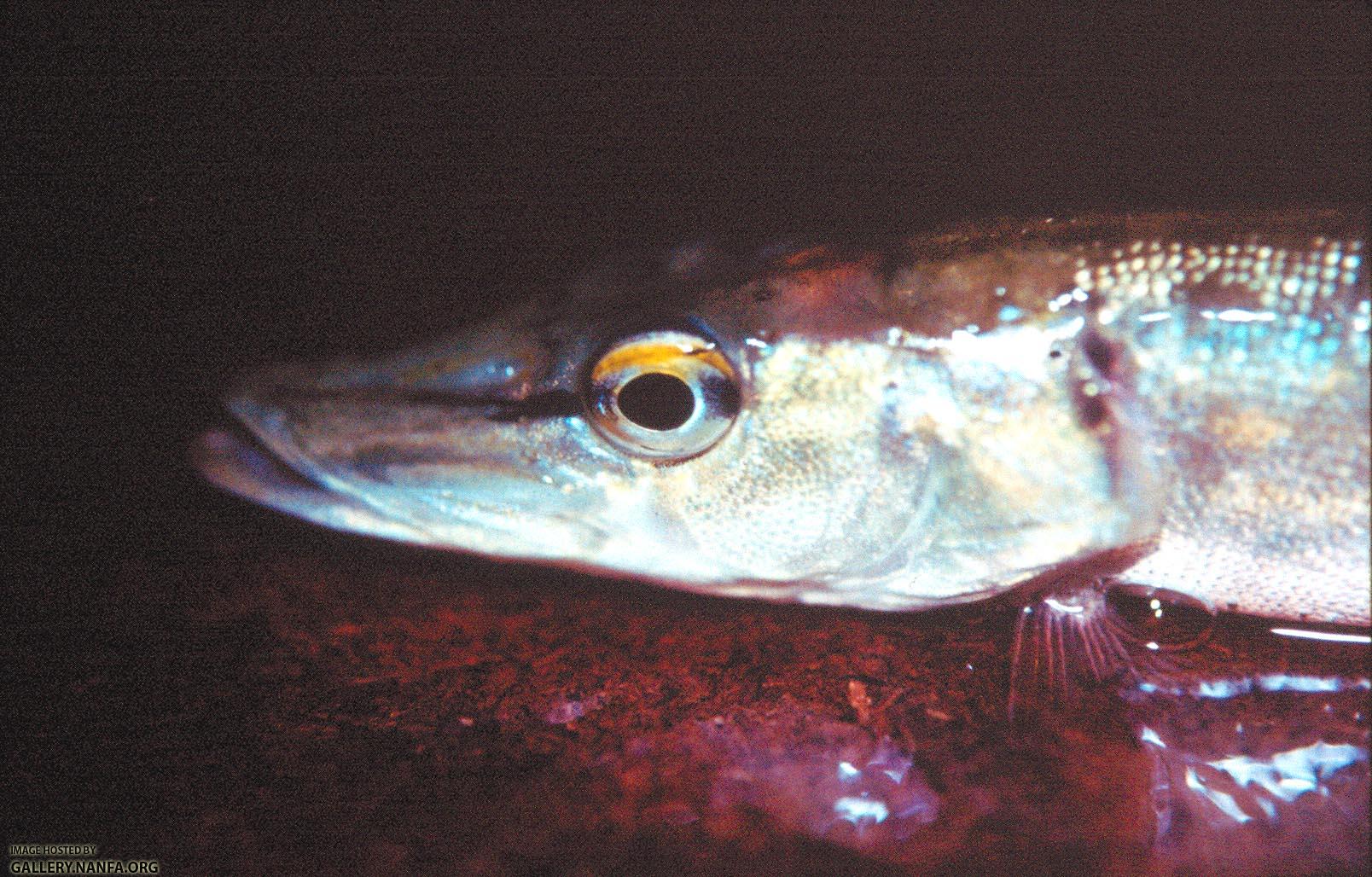 Silver Pike