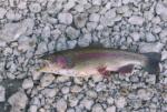 Rainbow Trout