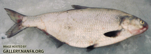 Gizzard Shad