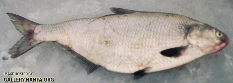 Gizzard Shad