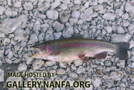 Rainbow Trout