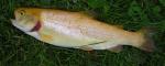 Palomino Trout