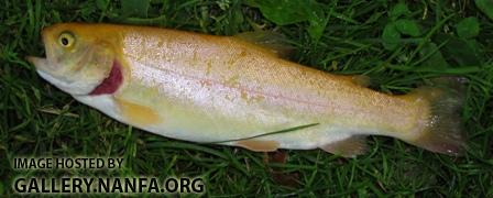 Palomino Trout