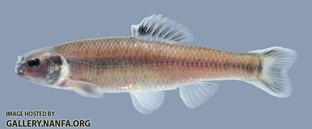 Pimephales notatus Bluntnose Minnow 