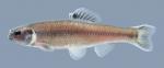 Pimephales notatus Bluntnose Minnow 