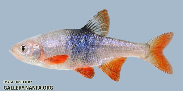 Lythrurus umbratilis Redfin Shiner 465.1