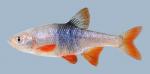 Lythrurus umbratilis Redfin Shiner 465.1