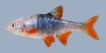 Lythrurus umbratilis Redfin Shiner 690.1