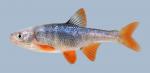 Lythrurus umbratilis Redfin Shiner  510.1