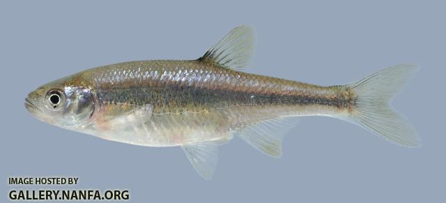 Lythrurus umbratilis Redfin Shiner 601.2