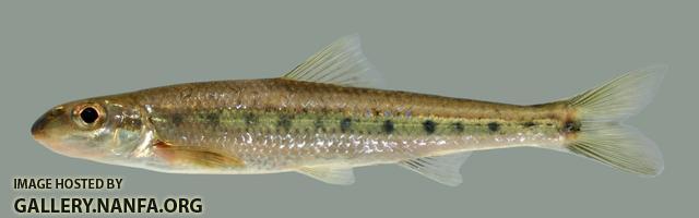 Erimystax dissimilis  Streamline Chub 