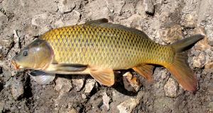 Cyprinus